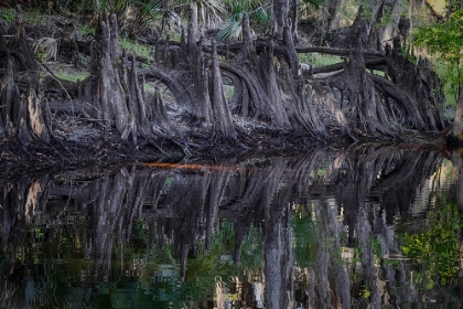 Picture of CYPRESS KNEES ALONG-ECONLOCKHATCHEE RIVER-A BLACKWATER TRIBUTARY OF THE ST JOHNS RIVER