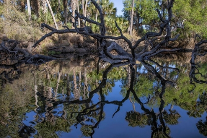 Picture of FALLEN TREE REFLECTED ON THE ECONLOCKHATCHEE RIVER-A BLACKWATER TRIBUTARY OF THE ST JOHNS RIVER