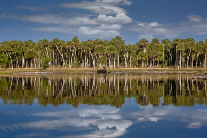 Picture of SABLE PALMS REFLECTED ON THE ECONLOCKHATCHEE RIVER-A BLACKWATER TRIBUTARY OF THE ST JOHNS RIVER