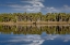 Picture of SABLE PALMS REFLECTED ON THE ECONLOCKHATCHEE RIVER-A BLACKWATER TRIBUTARY OF THE ST JOHNS RIVER