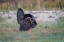 Picture of OSCEOLA TURKEY-NEAR STICK MARSH-FLORIDA