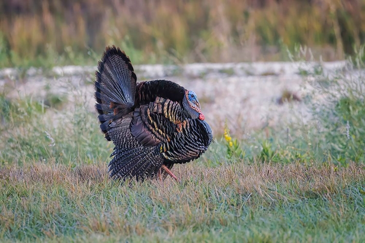 Picture of OSCEOLA TURKEY-NEAR STICK MARSH-FLORIDA