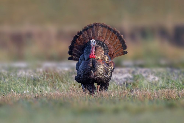 Picture of OSCEOLA TURKEY-NEAR STICK MARSH-FLORIDA