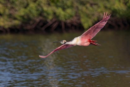 Picture of ROSEATE SPOONBILL FLYING-STICK MARSH-FLORIDA