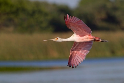 Picture of ROSEATE SPOONBILL FLYING-STICK MARSH-FLORIDA