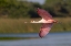 Picture of ROSEATE SPOONBILL FLYING-STICK MARSH-FLORIDA