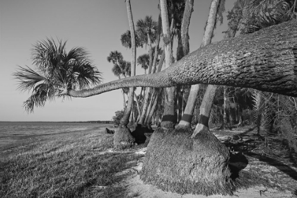 Picture of SABLE PALM TREE ALONG SHORELINE OF HARNEY LAKE AT SUNSET-FLORIDA