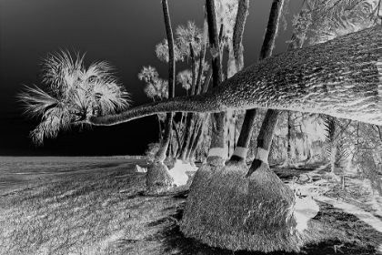 Picture of SABLE PALM TREE ALONG SHORELINE OF HARNEY LAKE AT SUNSET-FLORIDA