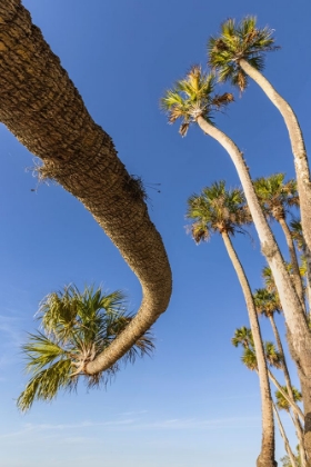 Picture of SABLE PALM TREE ALONG SHORELINE OF HARNEY LAKE AT SUNSET-FLORIDA