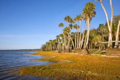 Picture of SABLE PALM TREE TRUNKS ALONG SHORELINE OF HARNEY LAKE AT SUNSET-FLORIDA