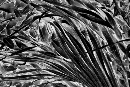 Picture of SABLE PALM FROND ON THE GROUND IN BLACK AND WHITE-HARNEY LAKE-FLORIDA