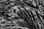 Picture of SABLE PALM FROND ON THE GROUND IN BLACK AND WHITE-HARNEY LAKE-FLORIDA