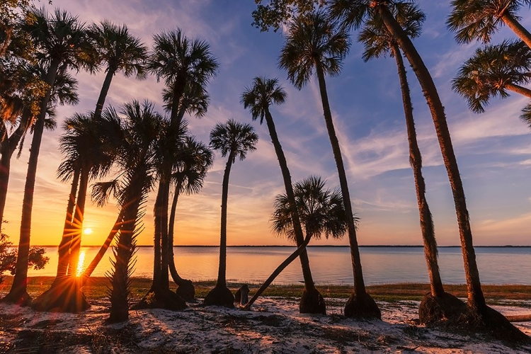 Picture of SABLE PALM TREE SILHOUETTED ALONG SHORELINE OF HARNEY LAKE AT SUNSET-FLORIDA