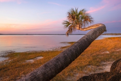 Picture of SABLE PALM TREE ALONG SHORELINE OF HARNEY LAKE AT SUNSET-FLORIDA