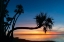 Picture of SABLE PALM TREE SILHOUETTED ALONG SHORELINE OF HARNEY LAKE AT SUNSET-FLORIDA