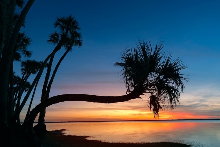 Picture of SABLE PALM TREE SILHOUETTED ALONG SHORELINE OF HARNEY LAKE AT SUNSET-FLORIDA