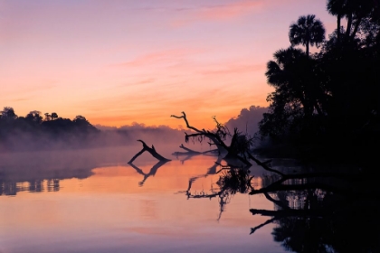 Picture of PREDAWN VIEW OF MIST AND FALLEN TREES REFLECTING ON BLACKWATER AREA OF ST JOHNS RIVER