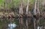 Picture of EARLY SPRING VIEW OF CYPRESS TREES REFLECTING ON BLACKWATER AREA OF ST JOHNS RIVER-CENTRAL FLORIDA