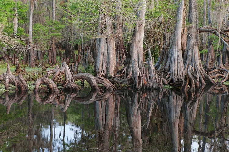 Picture of EARLY SPRING VIEW OF CYPRESS TREES REFLECTING ON BLACKWATER AREA OF ST JOHNS RIVER-CENTRAL FLORIDA