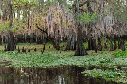 Picture of EARLY SPRING VIEW OF CYPRESS TREES REFLECTING ON BLACKWATER AREA OF ST JOHNS RIVER-CENTRAL FLORIDA