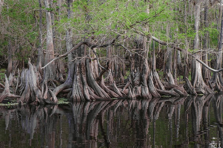 Picture of EARLY SPRING VIEW OF CYPRESS TREES REFLECTING ON BLACKWATER AREA OF ST JOHNS RIVER-CENTRAL FLORIDA