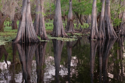 Picture of EARLY SPRING VIEW OF CYPRESS TREES REFLECTING ON BLACKWATER AREA OF ST JOHNS RIVER-CENTRAL FLORIDA
