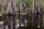 Picture of EARLY SPRING VIEW OF CYPRESS TREES REFLECTING ON BLACKWATER AREA OF ST JOHNS RIVER-CENTRAL FLORIDA