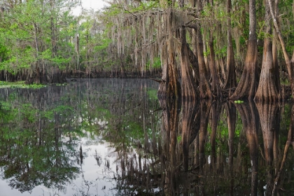 Picture of EARLY SPRING VIEW OF CYPRESS TREES REFLECTING ON BLACKWATER AREA OF ST JOHNS RIVER-CENTRAL FLORIDA