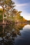 Picture of EARLY SPRING VIEW OF CYPRESS TREES REFLECTING ON BLACKWATER AREA OF ST JOHNS RIVER-CENTRAL FLORIDA