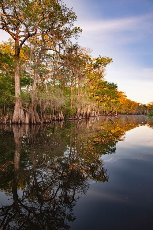 Picture of EARLY SPRING VIEW OF CYPRESS TREES REFLECTING ON BLACKWATER AREA OF ST JOHNS RIVER-CENTRAL FLORIDA