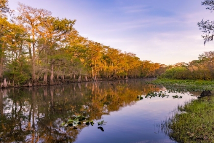 Picture of EARLY SPRING VIEW OF CYPRESS TREES REFLECTING ON BLACKWATER AREA OF ST JOHNS RIVER-CENTRAL FLORIDA