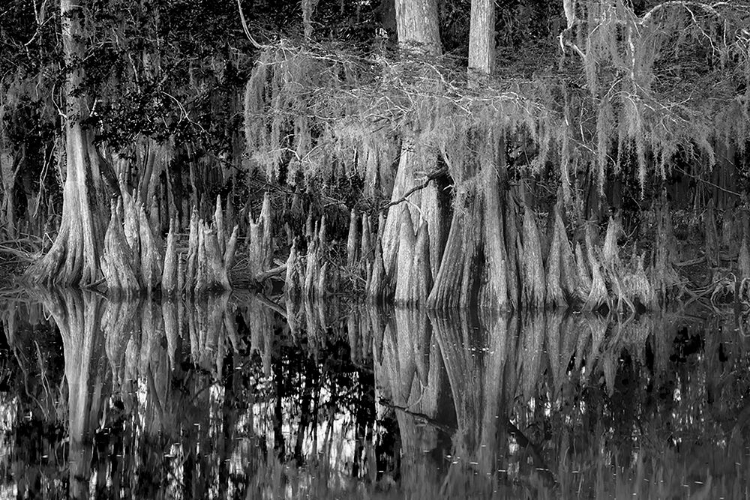 Picture of EARLY SPRING VIEW OF CYPRESS TREES REFLECTING ON BLACKWATER AREA OF ST JOHNS RIVER-CENTRAL FLORIDA