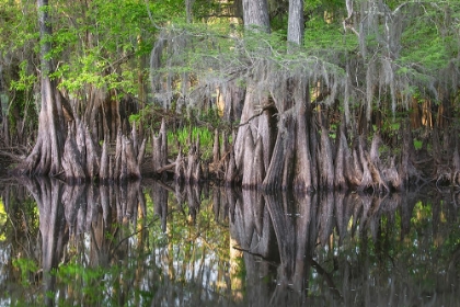 Picture of EARLY SPRING VIEW OF CYPRESS TREES REFLECTING ON BLACKWATER AREA OF ST JOHNS RIVER-CENTRAL FLORIDA