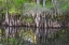 Picture of EARLY SPRING VIEW OF CYPRESS TREES REFLECTING ON BLACKWATER AREA OF ST JOHNS RIVER-CENTRAL FLORIDA