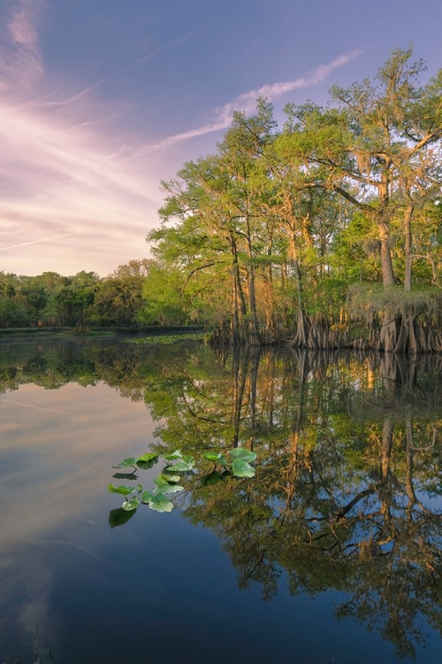 Picture of EARLY SPRING VIEW OF CYPRESS TREES REFLECTING ON BLACKWATER AREA OF ST JOHNS RIVER-CENTRAL FLORIDA