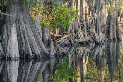 Picture of EARLY SPRING VIEW OF CYPRESS TREES REFLECTING ON BLACKWATER AREA OF ST JOHNS RIVER-CENTRAL FLORIDA