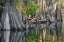 Picture of EARLY SPRING VIEW OF CYPRESS TREES REFLECTING ON BLACKWATER AREA OF ST JOHNS RIVER-CENTRAL FLORIDA