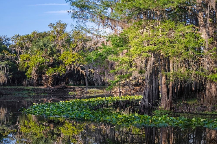 Picture of EARLY SPRING VIEW OF CYPRESS TREES REFLECTING ON BLACKWATER AREA OF ST JOHNS RIVER-CENTRAL FLORIDA