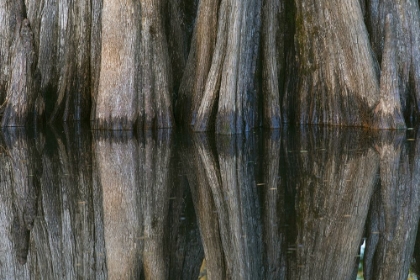 Picture of PATTERN OF CYPRESS TREES REFLECTING ON BLACKWATER AREA OF ST JOHNS RIVER-CENTRAL FLORIDA