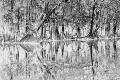 Picture of EARLY SPRING VIEW OF CYPRESS TREES REFLECTING ON BLACKWATER AREA OF ST JOHNS RIVER-CENTRAL FLORIDA