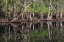 Picture of EARLY SPRING VIEW OF CYPRESS TREES REFLECTING ON BLACKWATER AREA OF ST JOHNS RIVER-CENTRAL FLORIDA