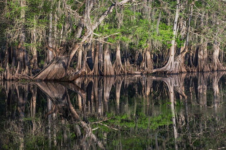 Picture of EARLY SPRING VIEW OF CYPRESS TREES REFLECTING ON BLACKWATER AREA OF ST JOHNS RIVER-CENTRAL FLORIDA