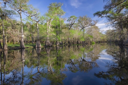 Picture of EARLY SPRING VIEW OF CYPRESS TREES REFLECTING ON BLACKWATER AREA OF ST JOHNS RIVER-CENTRAL FLORIDA