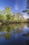 Picture of EARLY SPRING VIEW OF CYPRESS TREES REFLECTING ON BLACKWATER AREA OF ST JOHNS RIVER-CENTRAL FLORIDA