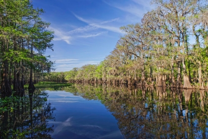 Picture of EARLY SPRING VIEW OF CYPRESS TREES REFLECTING ON BLACKWATER AREA OF ST JOHNS RIVER-CENTRAL FLORIDA