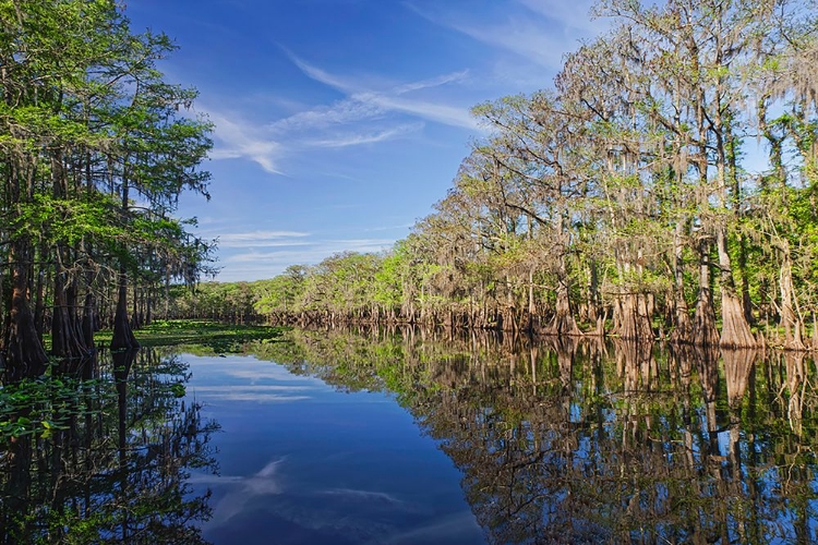 Picture of EARLY SPRING VIEW OF CYPRESS TREES REFLECTING ON BLACKWATER AREA OF ST JOHNS RIVER-CENTRAL FLORIDA