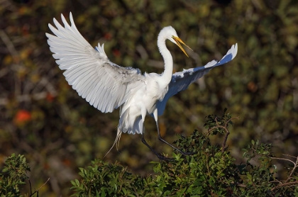 Picture of GREAT EGRET LANDING AT NEST SITE VENICE ROOKERY-VENICE-FLORIDA