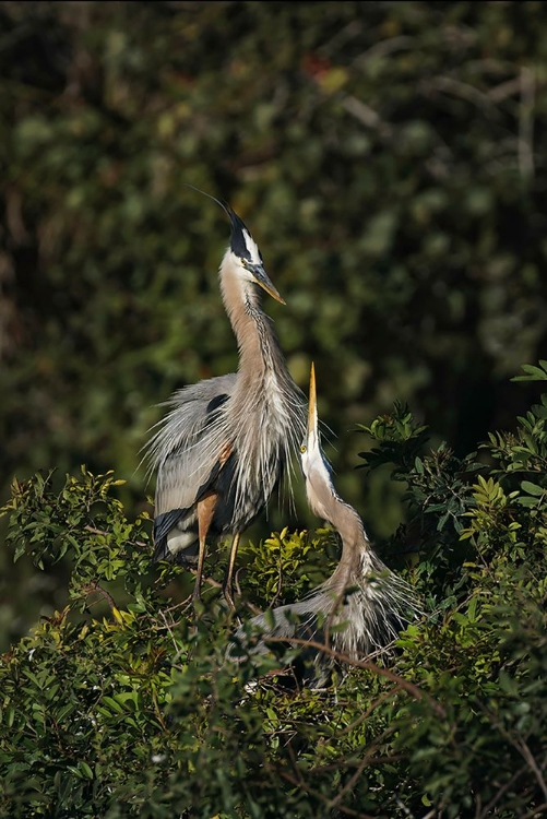 Picture of BLUE HERON NEST-VENICE-FLORIDA