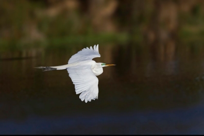 Picture of GREAT EGRET FLYING VENICE ROOKERY-VENICE-FLORIDA