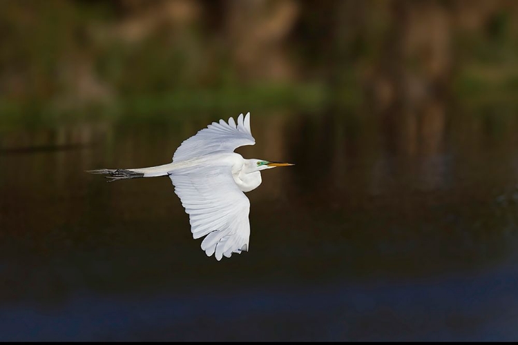 Picture of GREAT EGRET FLYING VENICE ROOKERY-VENICE-FLORIDA